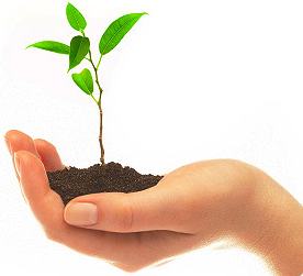 A young sapling